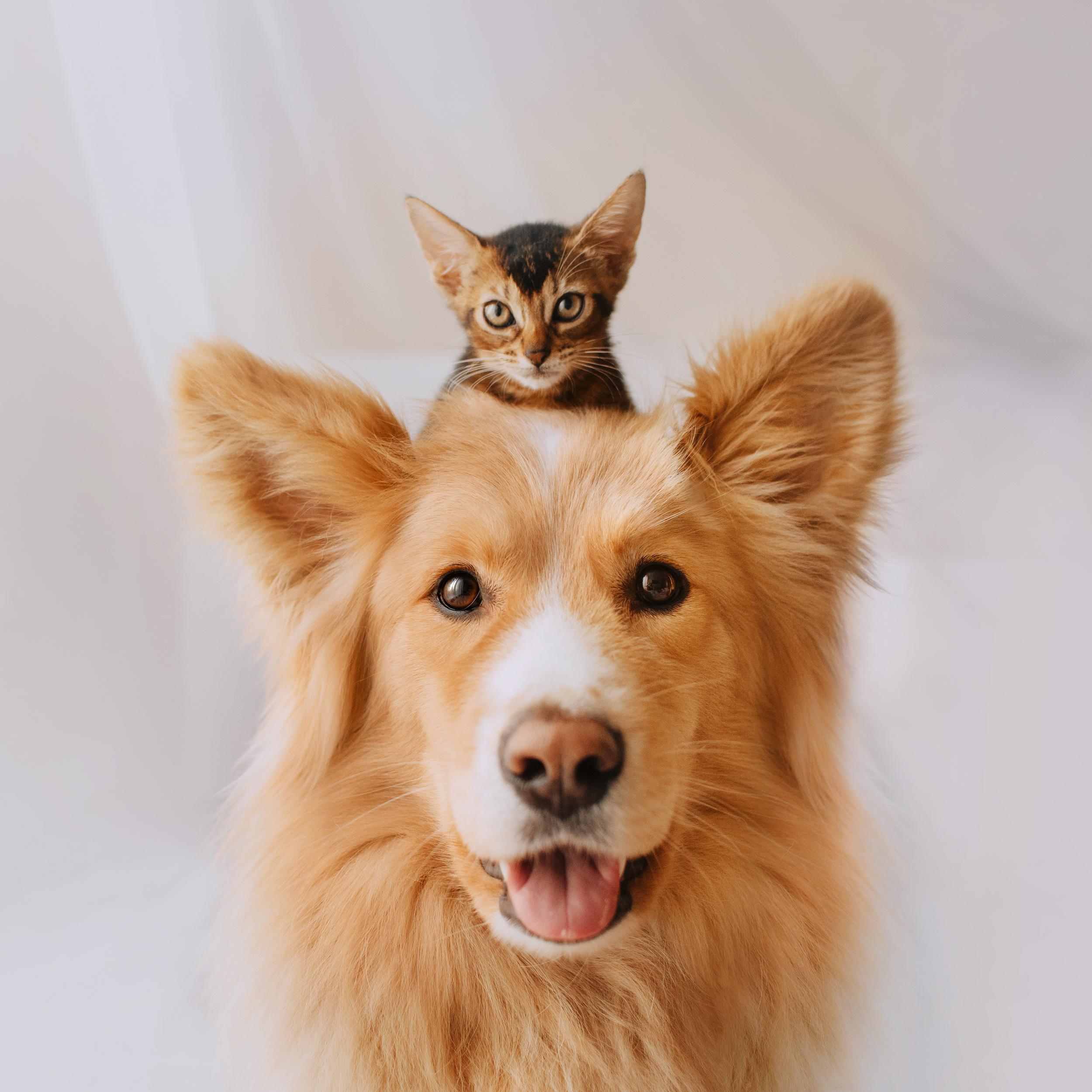 Fluffy Red Dog with Kitten Posed on its head