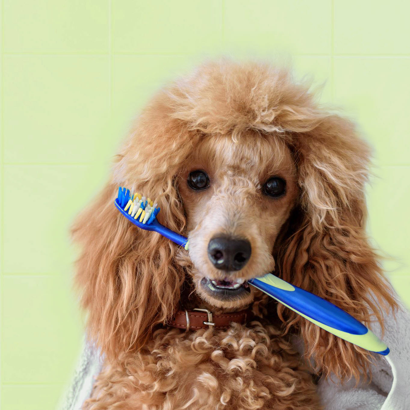 Poodle with Toothbrush