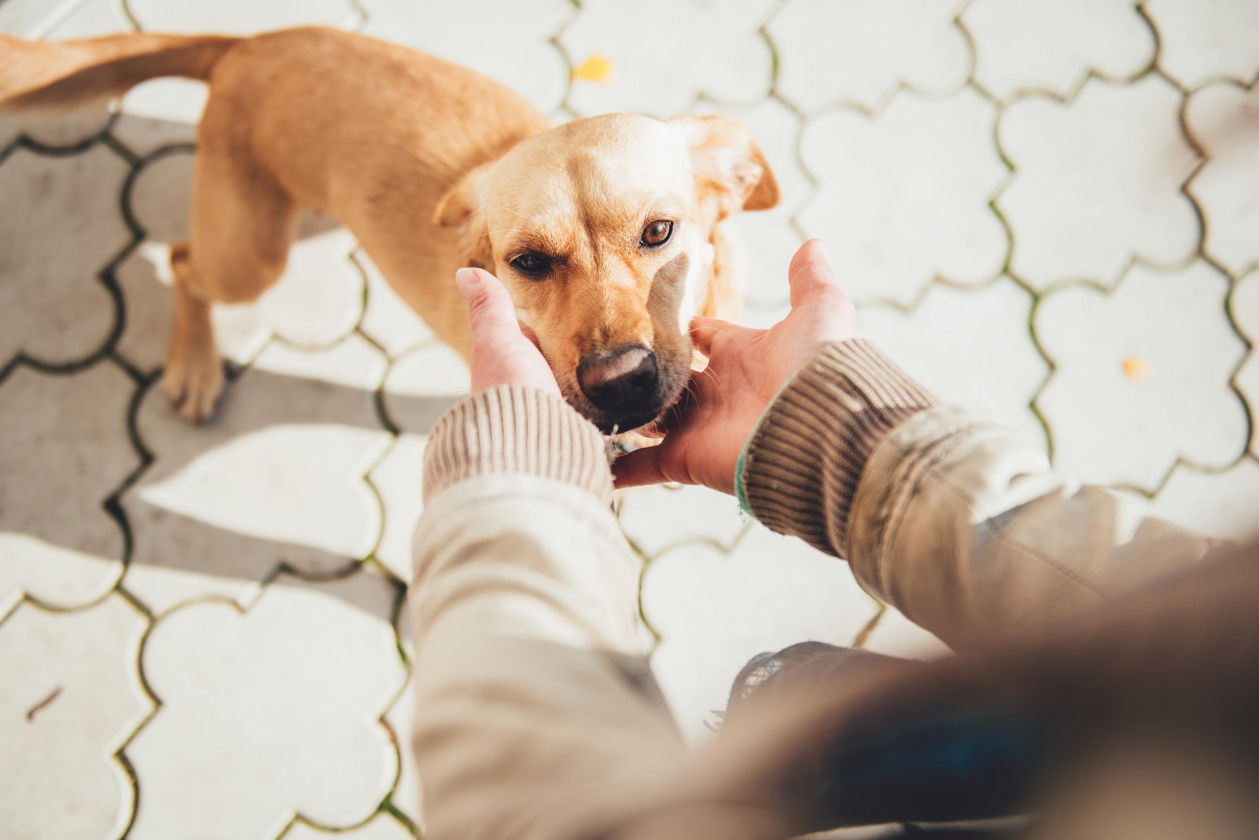 Person Reaching out to Pet Brown Dog