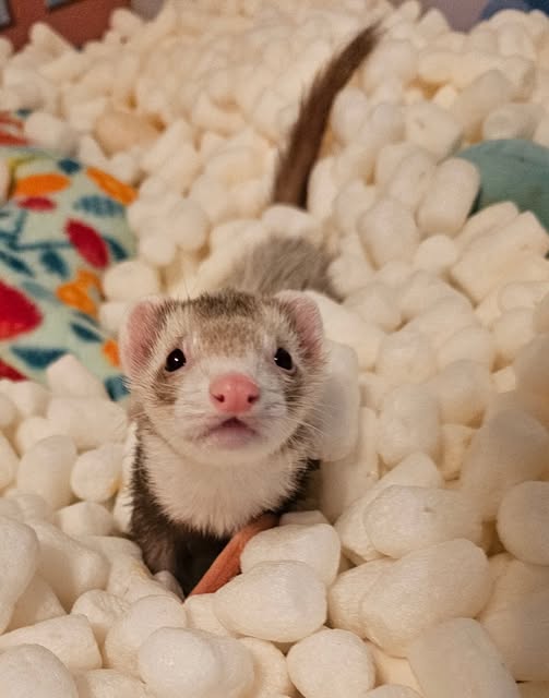 Ferret
