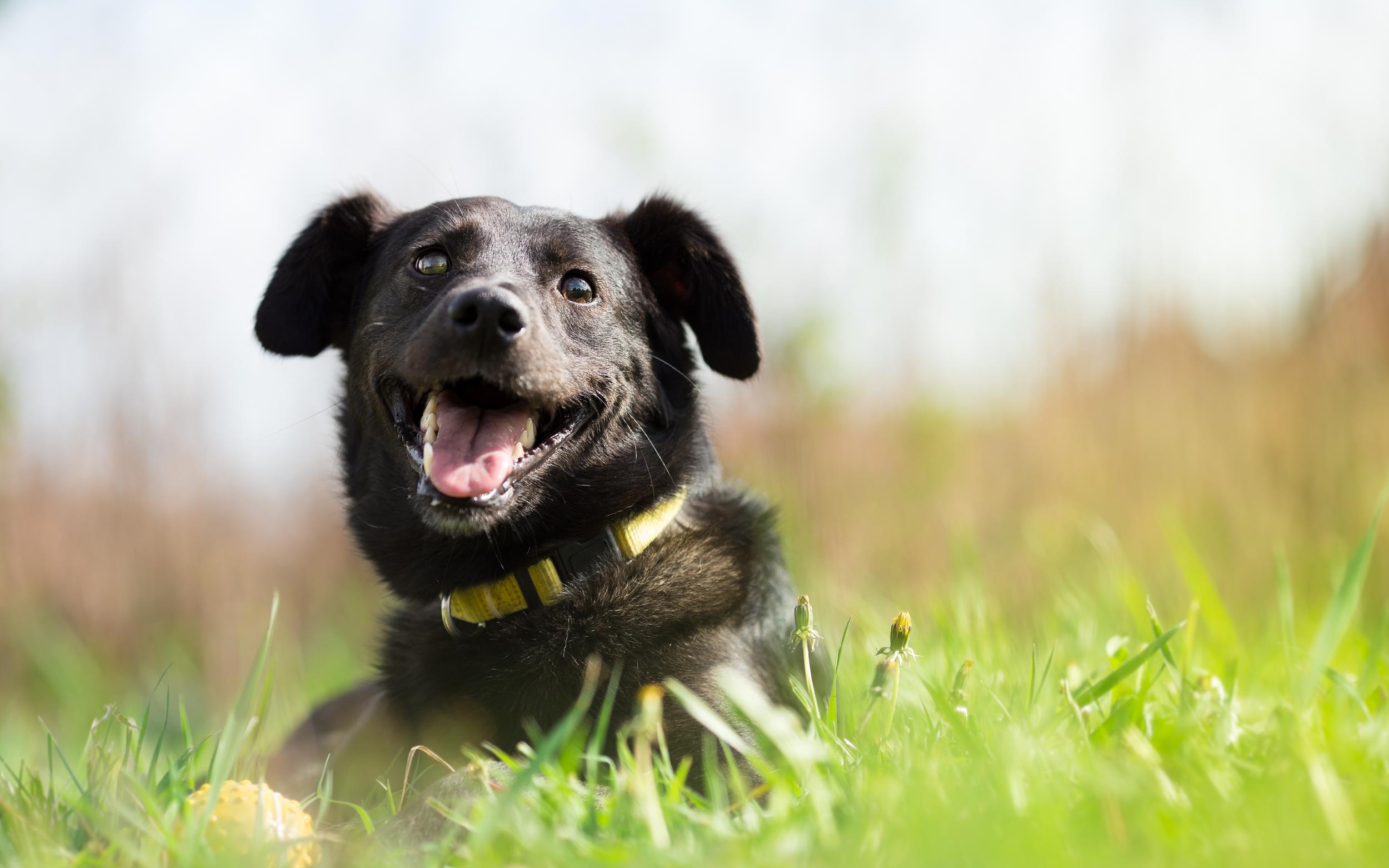 Happy Mixed Breed Dog Laying in Grass
