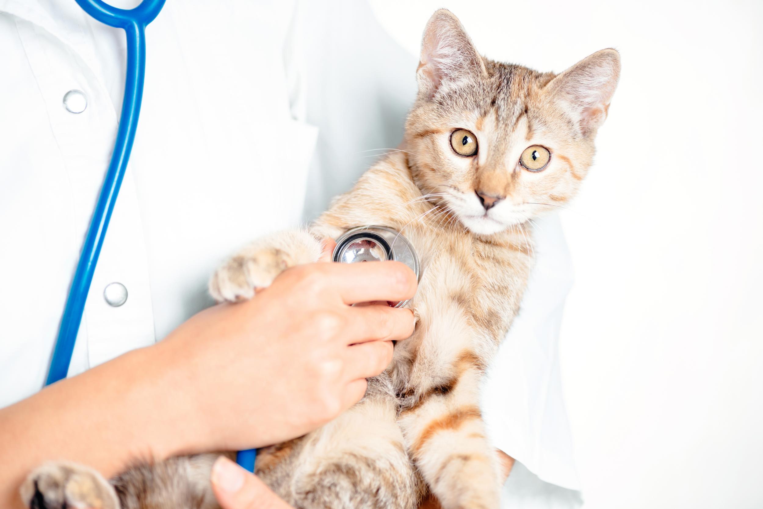 Person Listening to Cats Chest with Stethoscope