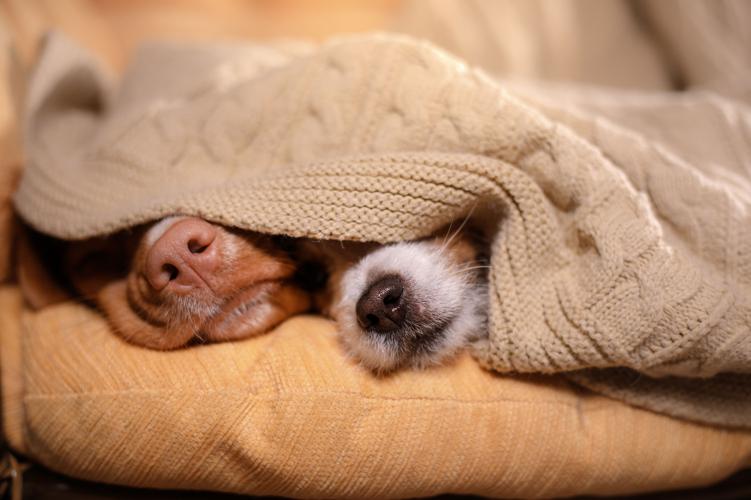 Two Dogs Sleeping Under Blanket with Noses Peeking Out
