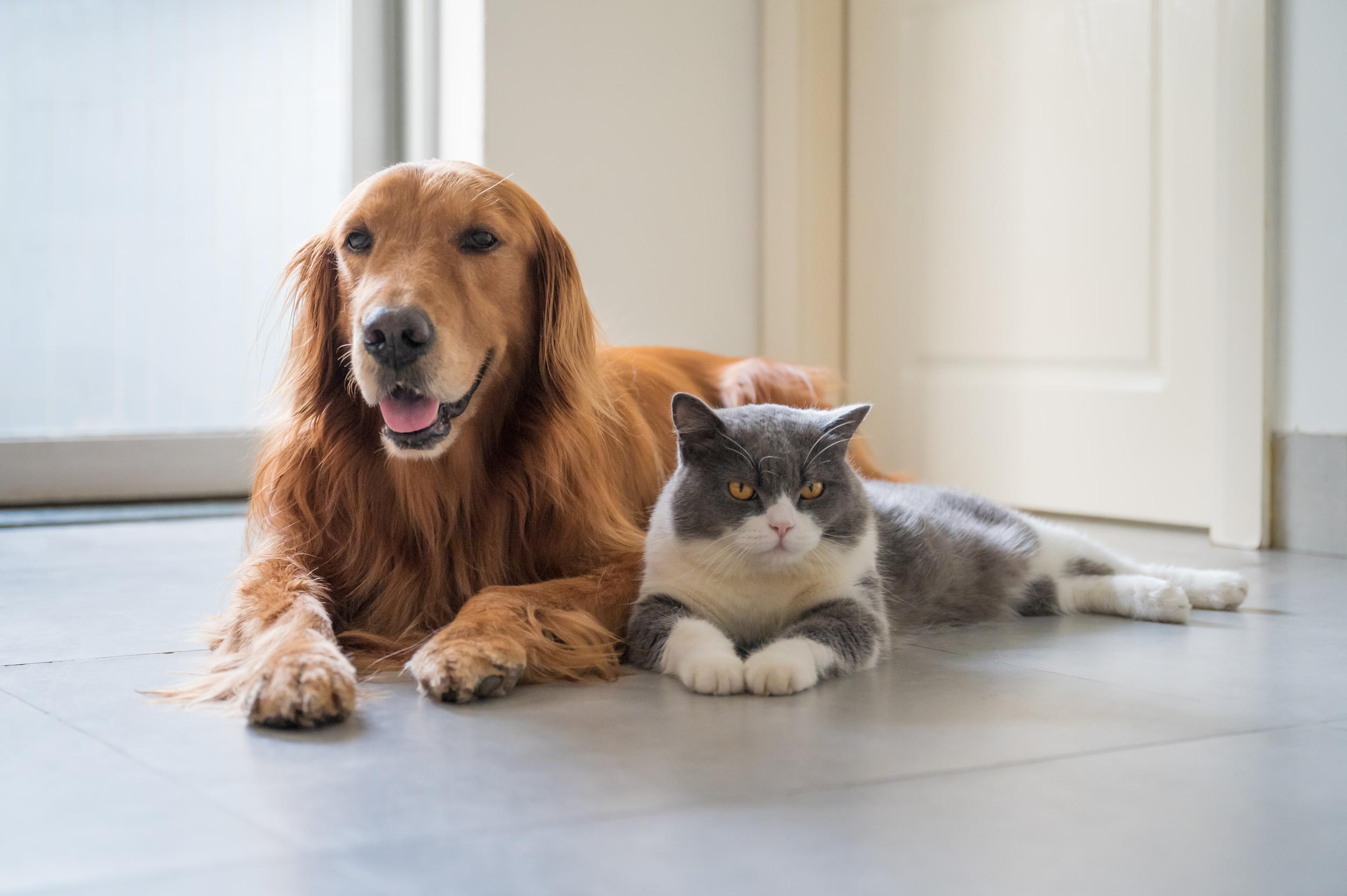 Golden Retriever with Grey and White Cat Laying on Floor