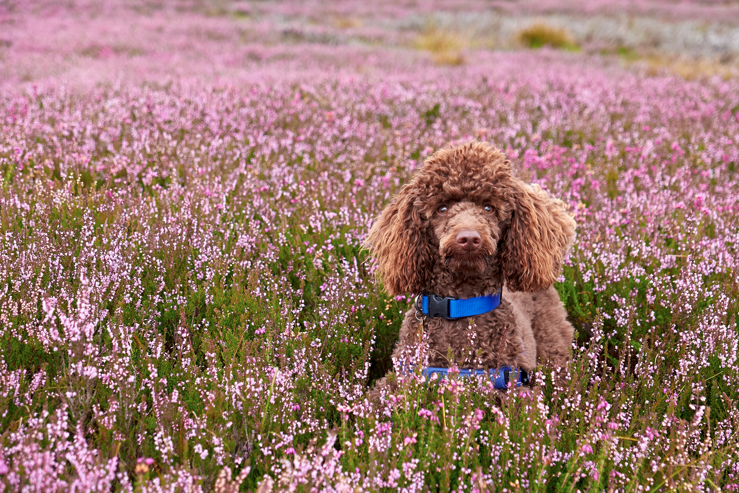 Poodle puppy in the heather