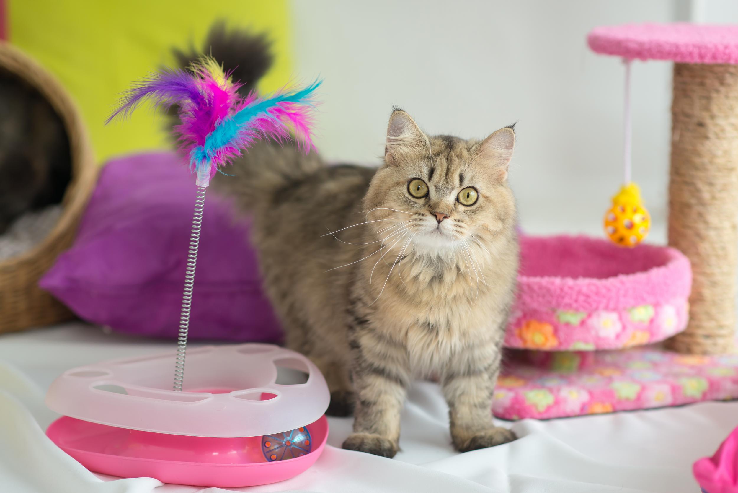 Fluffy Brown Cat with Lots of Pink Toys