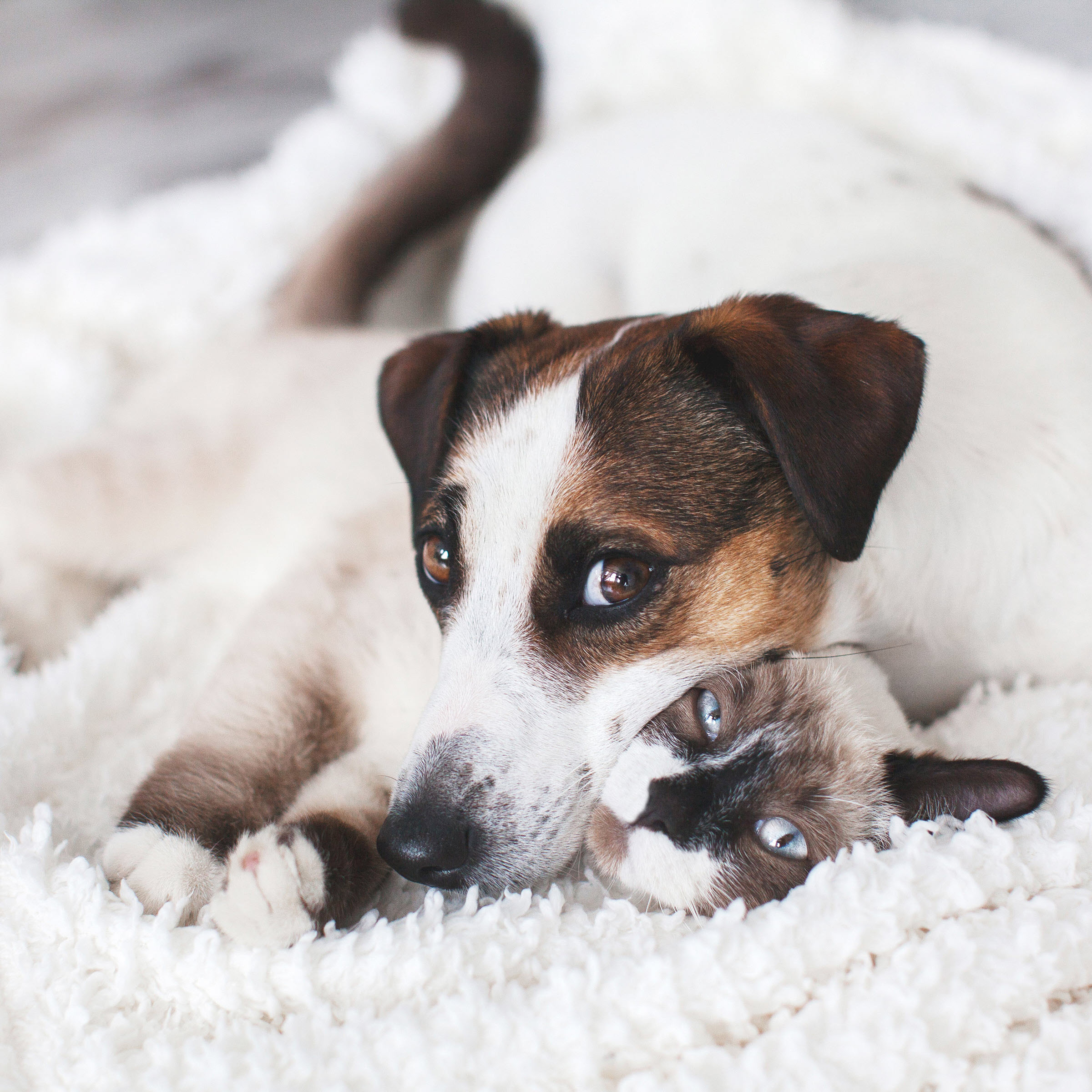 Terrier and Siamese in white blanket -In House Lab