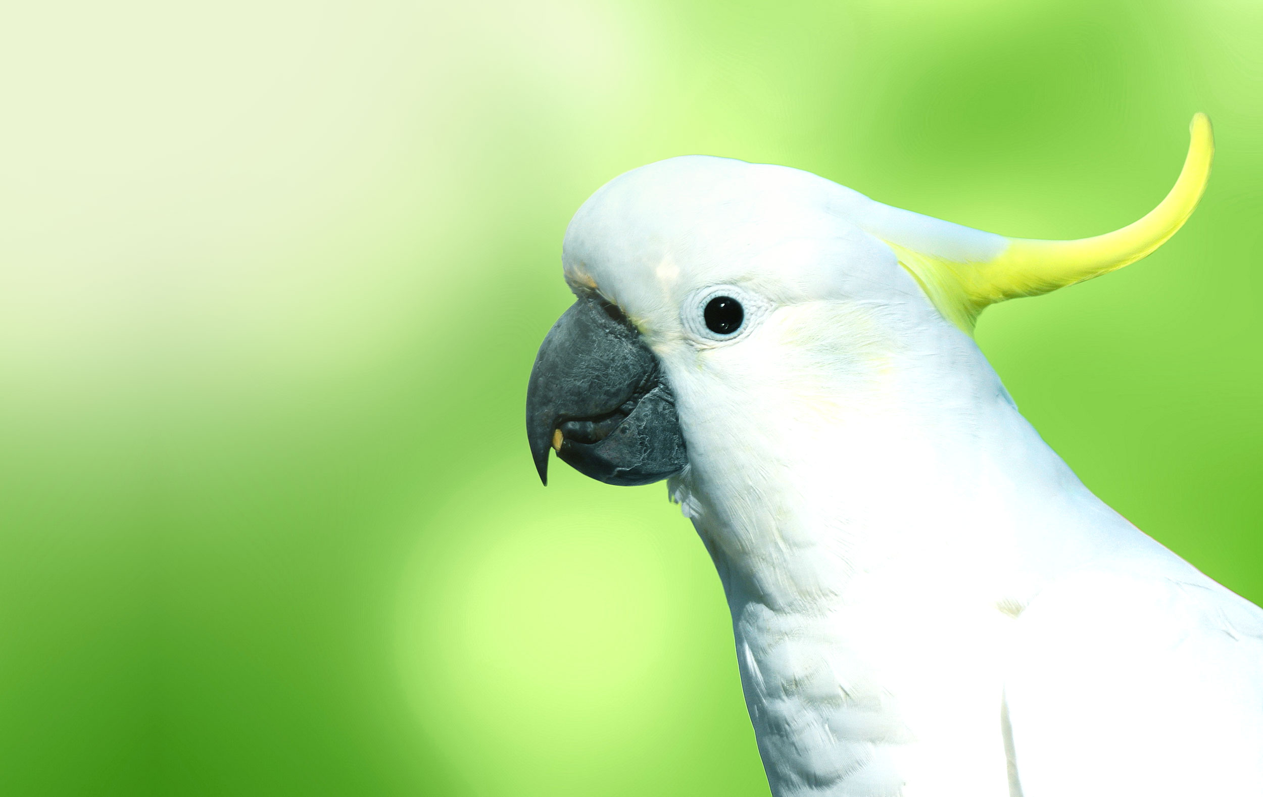 Cockatoo with Green Background