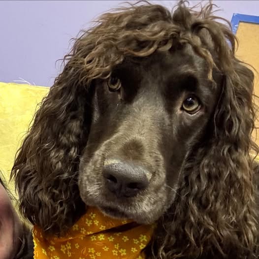 Virginia- Poodle, Manager