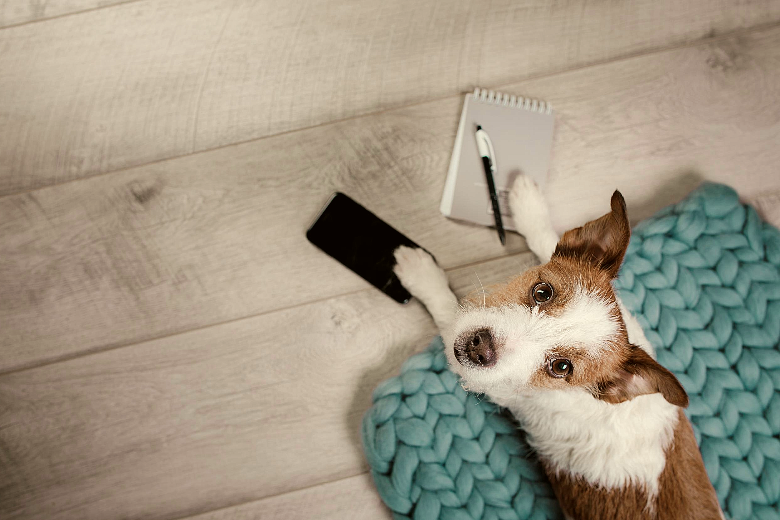 Dog with phone - Contact Us