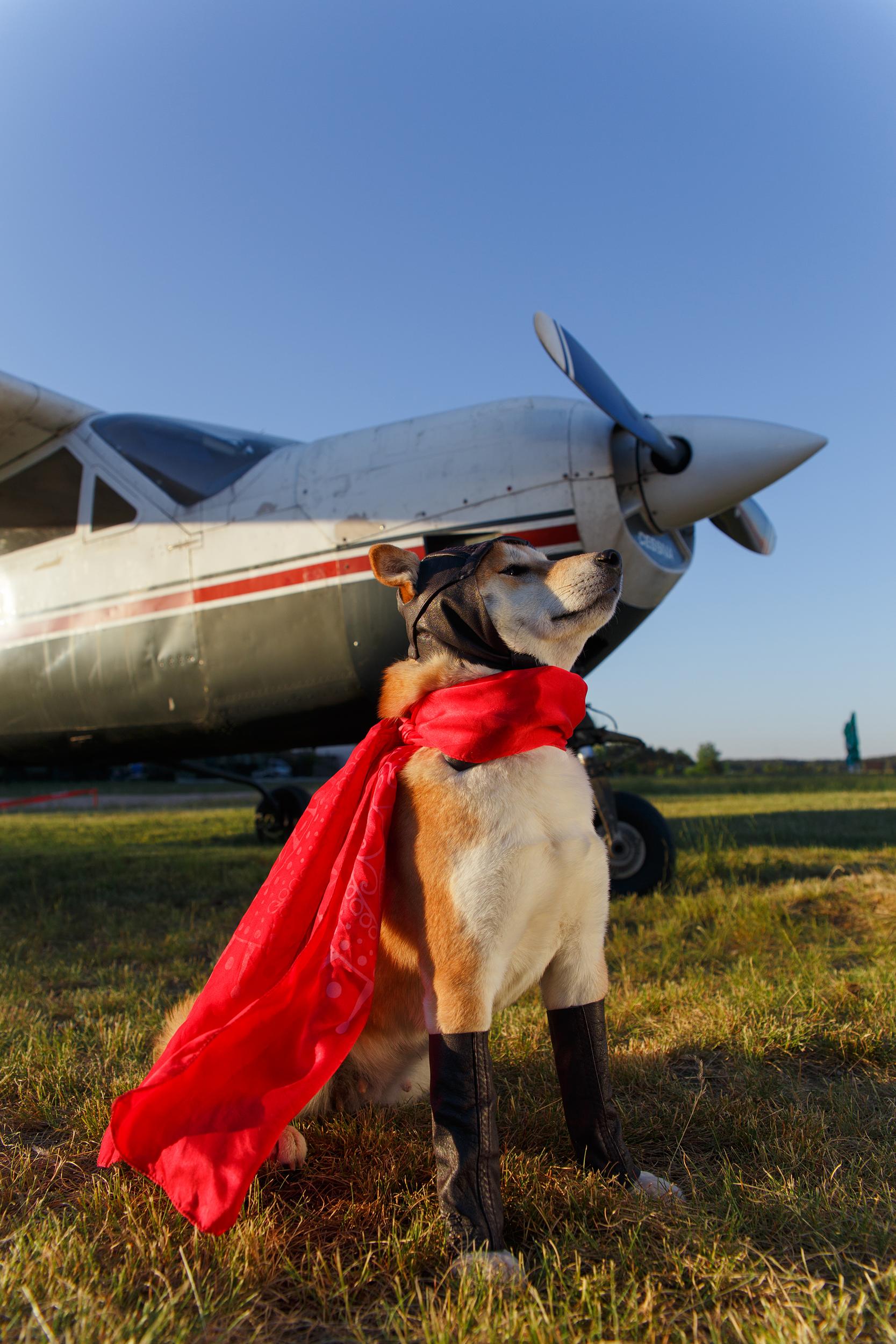 Dog Dressed as Aviator Next to Airplane