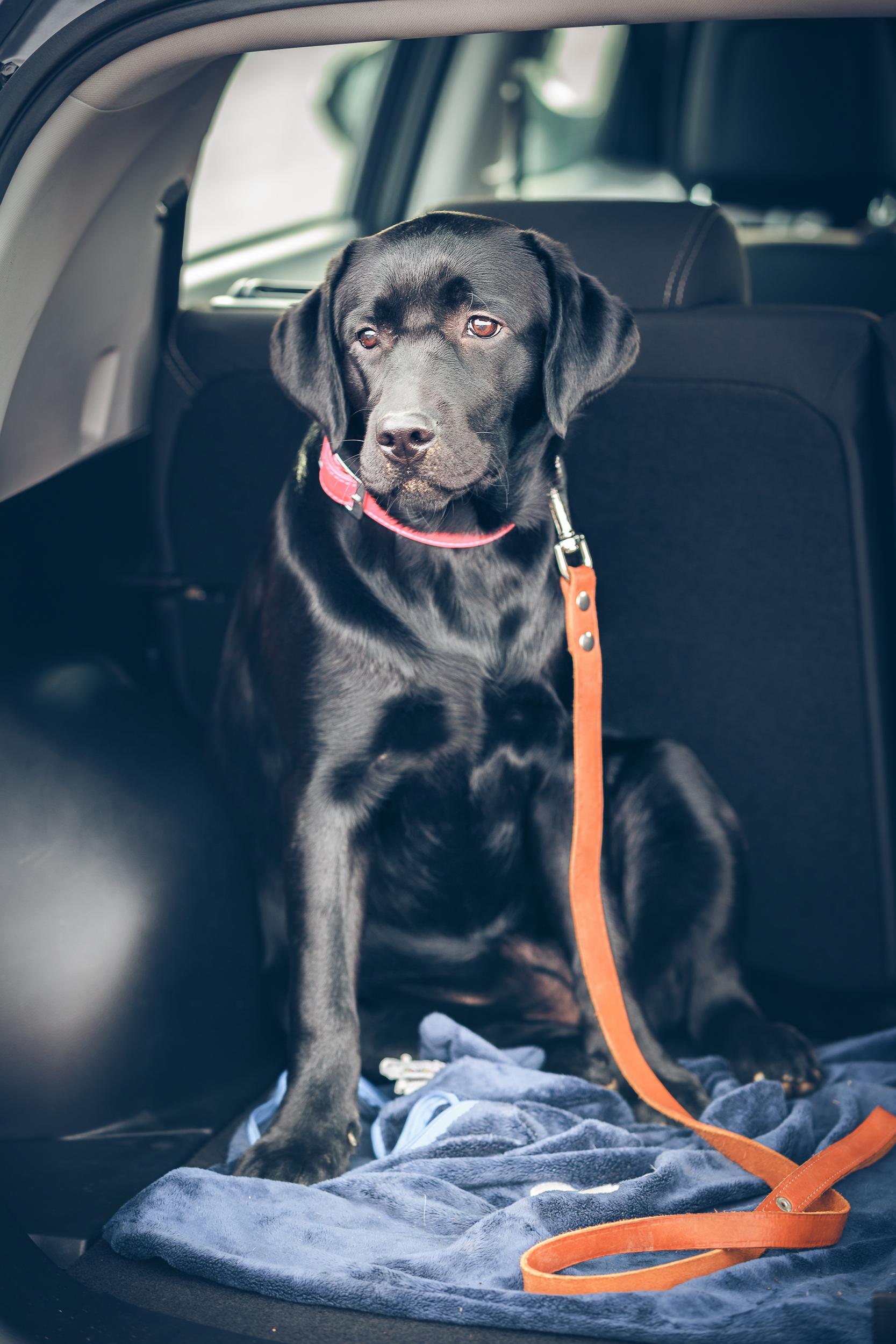 Black Lab with Orange Leash in Back of Car