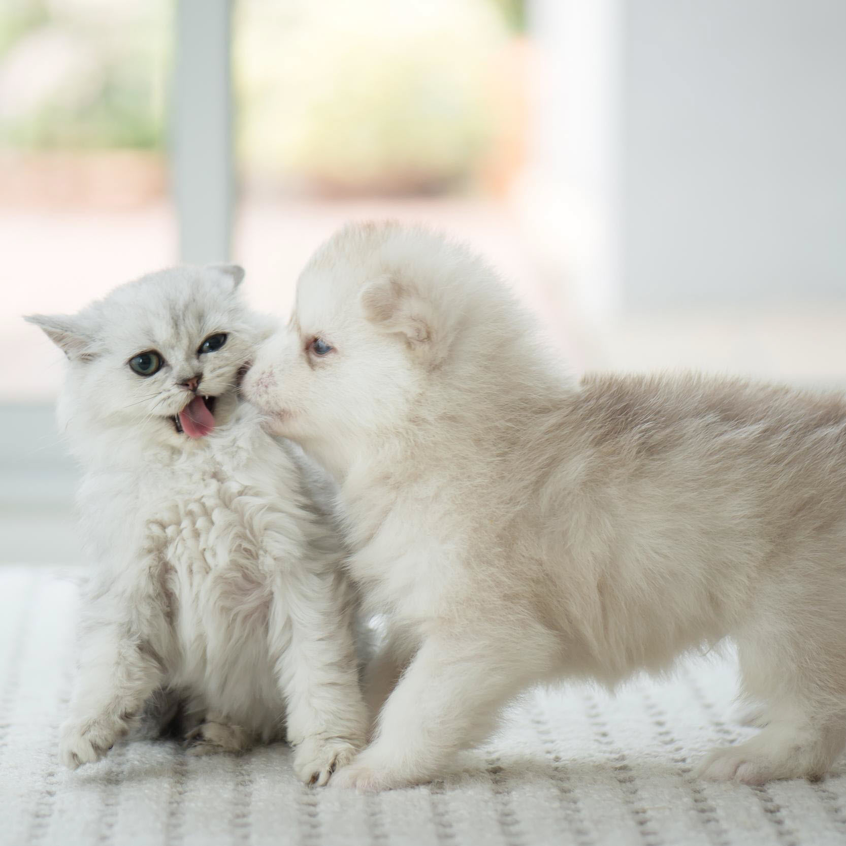 White Kitten, Puppy - Wellness