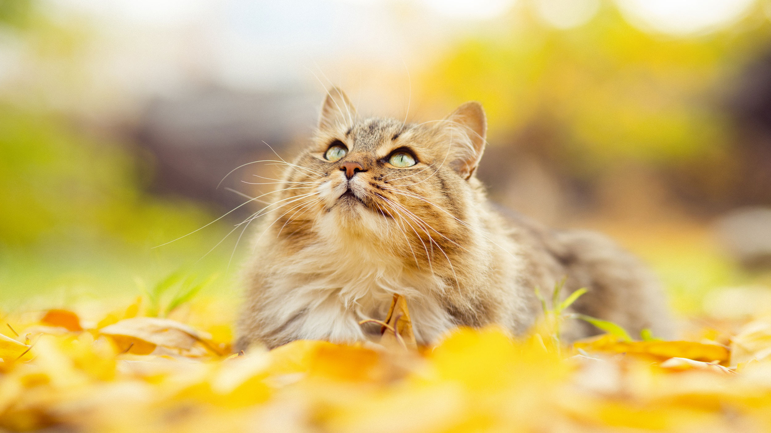 Cat Laying in Autumn Leaves